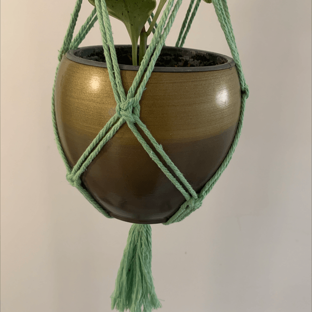Plante 
